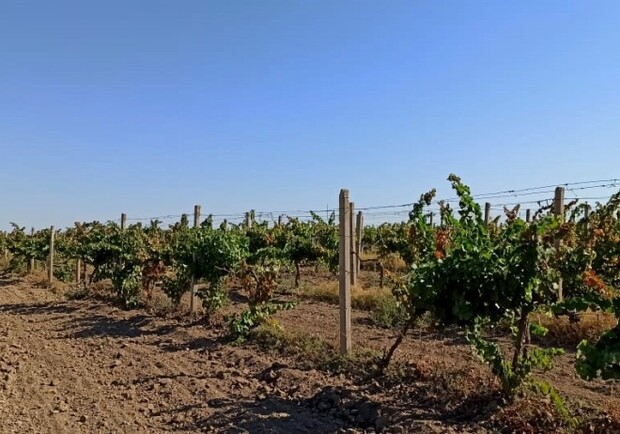 В Бессарабии засуха повлияла на урожай винограда Фото: ОГА