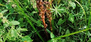 Под Киевом растут цветы из Красной книги: экологи о них позаботятся