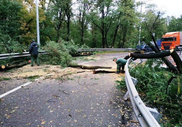 Ветер в Киеве вырывает деревья и обрывает провода. Фото: пресс-служба "Киевзеоленстрой"