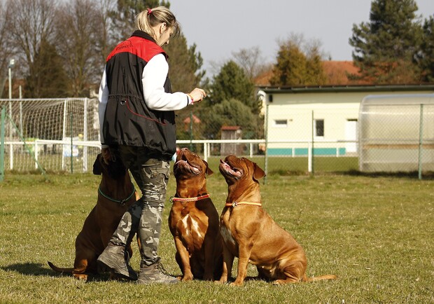 Тест за 10 секунд: полиция хочет использовать собак для определения инфицированных. Фото: Pixabay