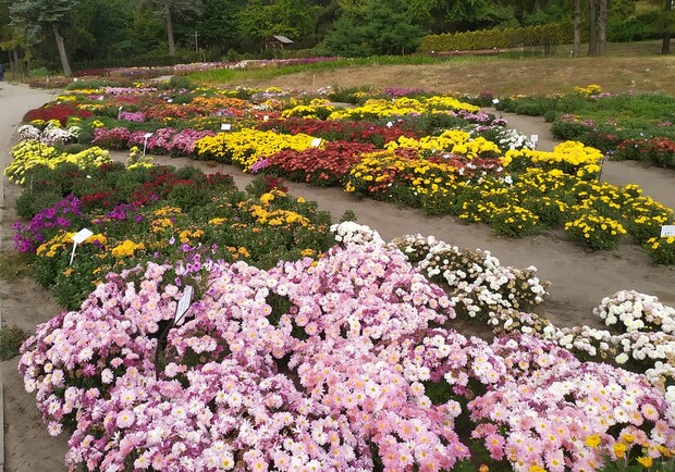 Ярмарка цветов: ботсад распродает хризантемы - фото