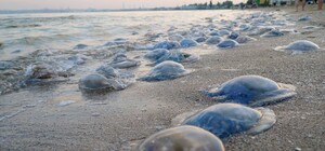 Купаться не полезешь: в Одессе заметили очередное нашествие медуз