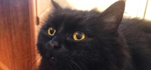 Помогите найти: из музея Булгакова пропала кошка Марго