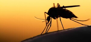 В Запорожьем умер мужчина от малярии: есть ли опасность заразиться
