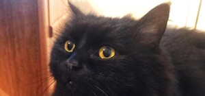 Потеря любимицы: кошку из музея Булгакова нашли мертвой