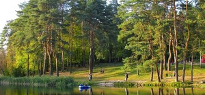 Пожилая хулиганка: в Голосеевском парке женщину засекли за кражей дерева