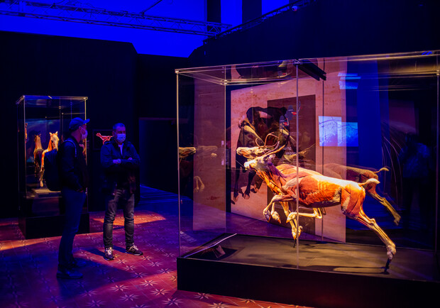 Гид по выставке тел "Всесвіт тіла: Всередині тварин": почему ее стоит посетить. Фото: пресс-служба