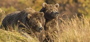 В лучшие условия: медведей из Бердянского зоопарка отправили в Европу (видео)