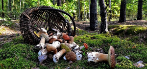 В Одесской области отравились грибами еще 7 человек: среди них есть дети