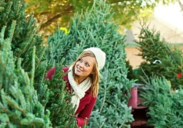 В харьковском лесхозе назвали цены на новогодние елки