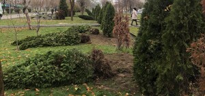 Дурдом: на Левобережном выкапывают туи, чтобы пересадить на набережной