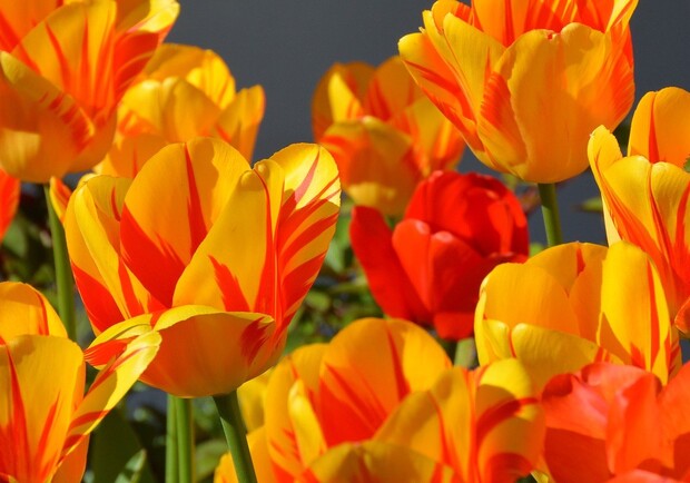 В центре Киева посадили 100 000 голландских тюльпанов. Фото: pixabay