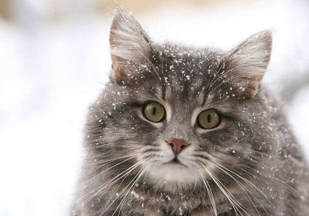 С какой погодой зима придет в Киев. Фото: Pinterest 