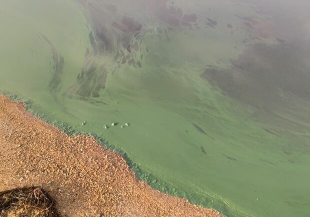 Хаджибейский лиман стал ярко-зеленого цвета. Фото: Инна Белоус 