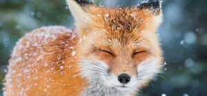 Продавали у Facebook: до львівського притулку привезли ще одну лисицю