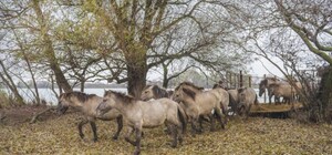 После месяца на карантине: в Одесской области на волю выпустили диких лошадей