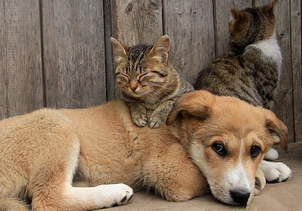 Бездомные животные в Киеве смогут получить круглосуточную ветеринарную помощь. Фото: из открытых источников.
