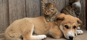 Бездомные животные в Киеве смогут получать круглосуточную ветеринарную помощь: адреса