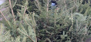 За день до Нового года: почем елки и украшения на Новом рынке