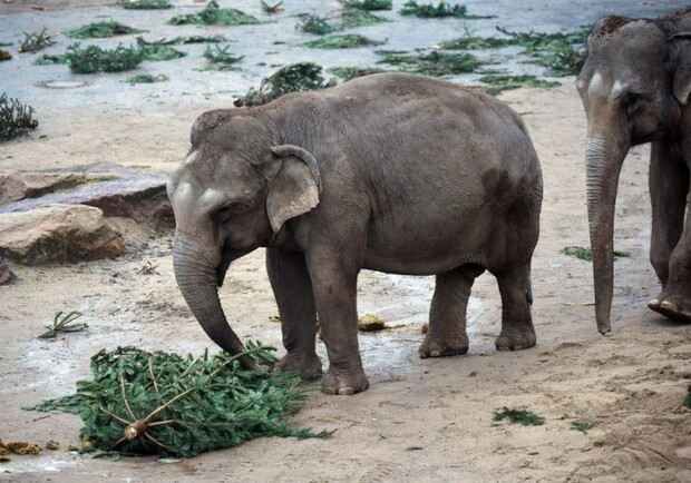 В зоопарке просят не кормить животных елками. Фото: pitomzy.com
