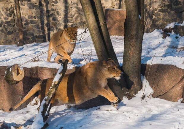 Киевский зоопарк на время локдауна снизит цены для посетителей и изменит режим работы - фото: Информатор