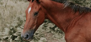 Фатальна втеча: на Львівщині маршрутка насмерть збила коня