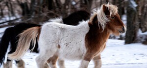 Зимняя сказка: на Хортице заметили табун лошадей, пони и оленей (фото)
