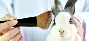 Красота без жертв: в Украине запретили испытывать косметику на животных