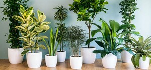 Не викидай на смітник: Домівка врятованих тварин потребує кімнатних рослин