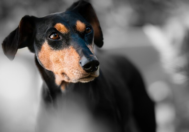 В Гидропарке обнаружили отравленных собак. Фото: pixabay.