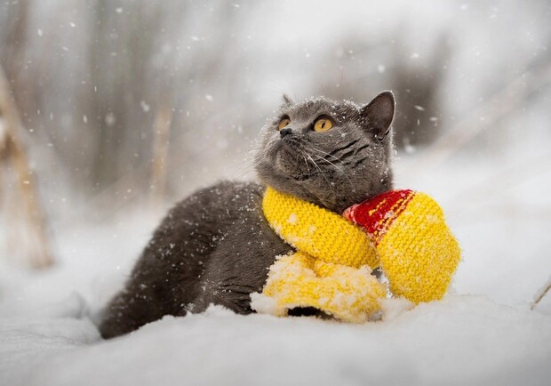 Какая погода ждет киевлян в феврале. Фото: Pinterest