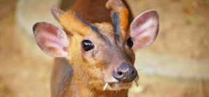 В Одесском зоопарке родился необычный олень: полюбуйся малышом
