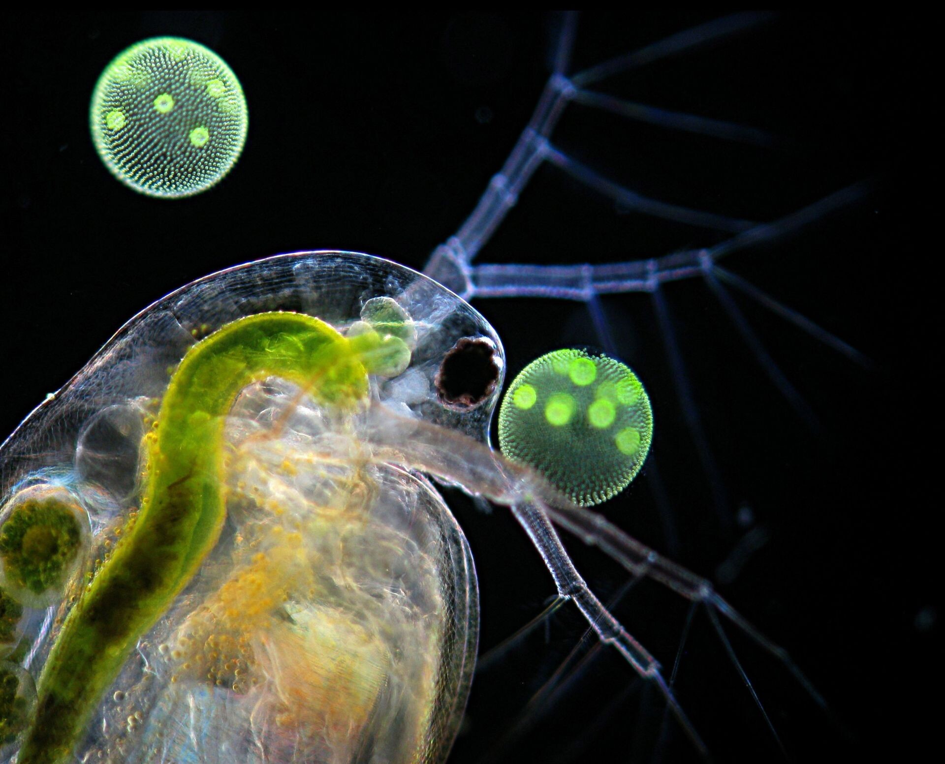 Одноклеточные водоросли дафнии. Зоопланктон дафния. Дафния одноклеточное. Дафния фитопланктон. Дафния ракообразные.