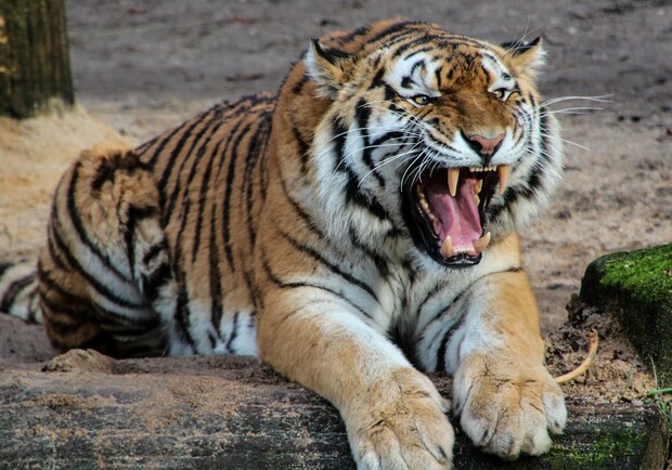 Тигр загрыз человека. Фото: pixabay