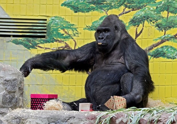 В киевском зоопарке заболела горилла Тони. Фото: Телеканал Киев.