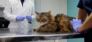 Бесплатно: в Одессе стерилизуют уличных котов и кошек