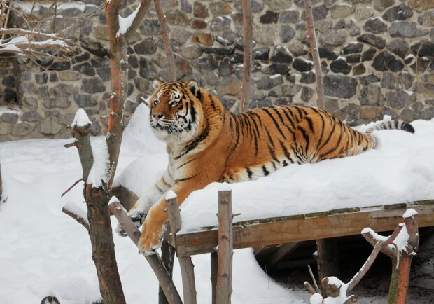 Снежный киевский зоопарк. Фото: Facebook Київський зоологічний парк загальнодержавного значення