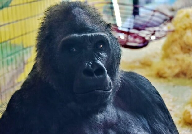 Петух Друг помогает горилле Тони пойти на поправку и меньше сидеть у телевизора. Фото: Сегодня