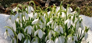 Весна близко: в Запорожской области зацвели подснежники