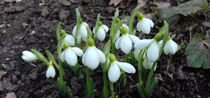 Последний день зимы: в Одессе расцвели подснежники 