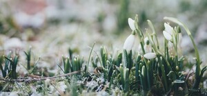 Берегите природу: киевлян призывают не рвать первоцветы