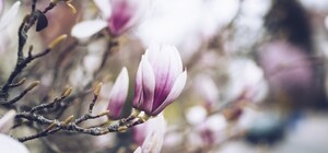 Мешала: в центре срубили магнолию, которая загородила рекламный баннер