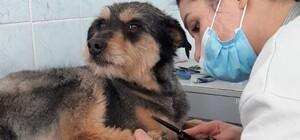 Животным, которых будут забирать из приюта, придадут 