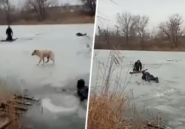 На Оболони мужчина спасал пса с замерзшего озера и не смог выбраться. Фото: ГСЧС.
