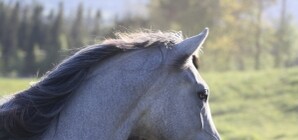 Под Киевом сын Януковича будет катать детей на лошадях