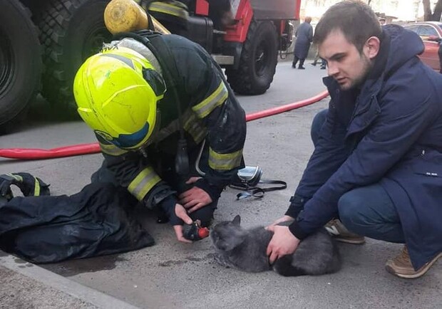 На Отрадном сотрудники ГСЧС спасли кота во время пожара. Фото: ГСЧС.