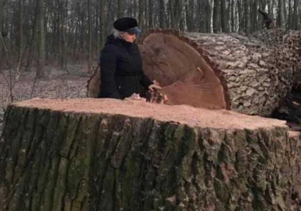 В Голосеевском парке спилили 17 вековых дубов. Фото: Клуб Коренного Киевлянина.