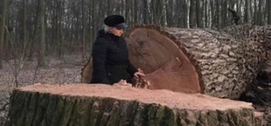 Спустя столетия: в Голосеевском парке неизвестные спилили 17 вековых дубов