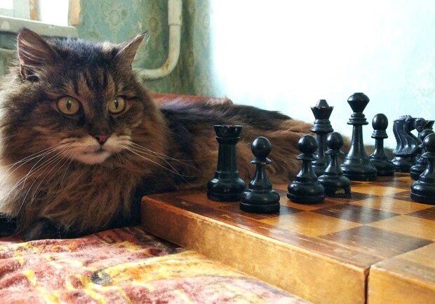 Киевский кот Барсик научился играть в шахматы и обыгрывает своего хозяина.  Фото: Владимир Белянин