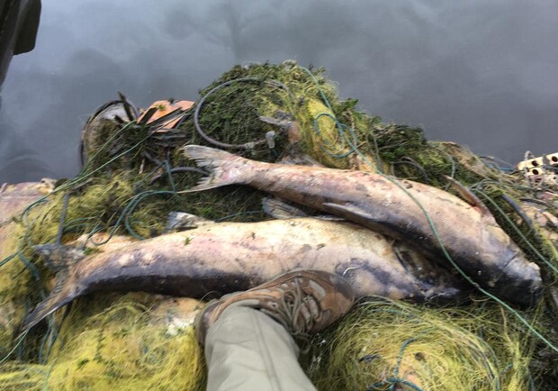 Под Киевом нашли сотни метров рыболовной сети с протухшей в ней рыбой. Фото: Александр Корчинский 
